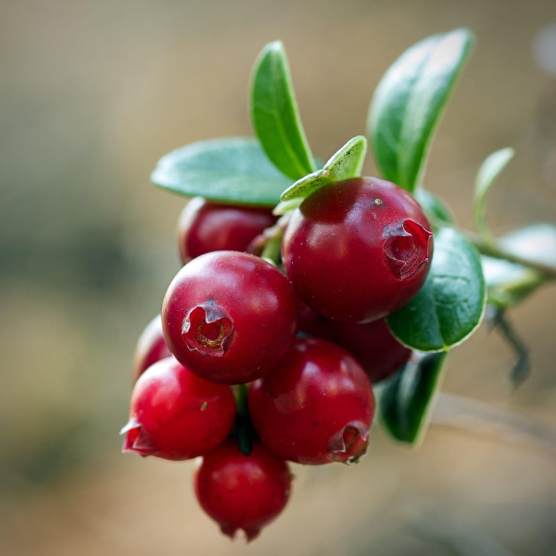 Cranberries