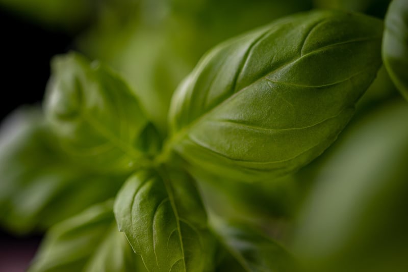 Herbs